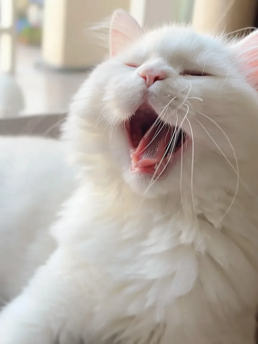 Verme do Coração em Gatos: Sintomas, Tratamento e Como Prevenir