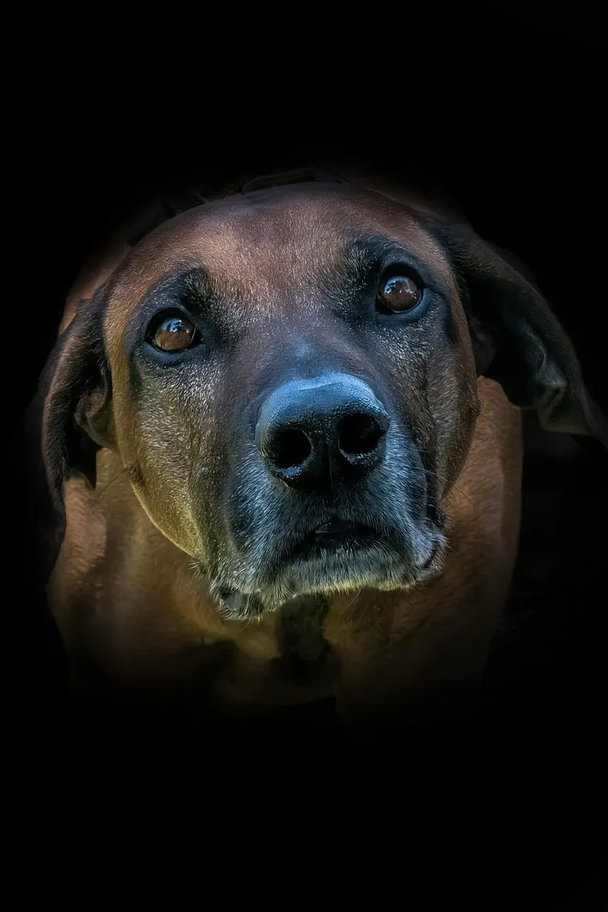 Quantas Palavras Seu Cachorro Realmente Entende? Descubra Agora!