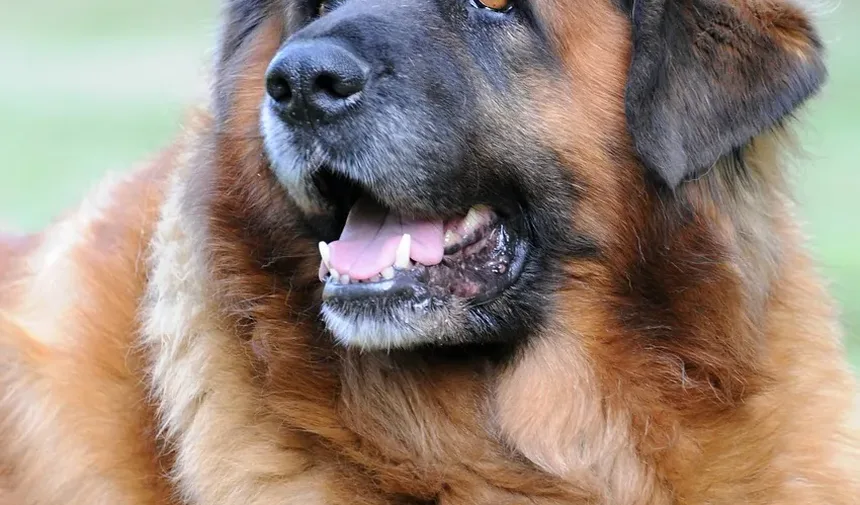 Quantas Palavras Seu Cachorro Realmente Entende? Descubra Agora!