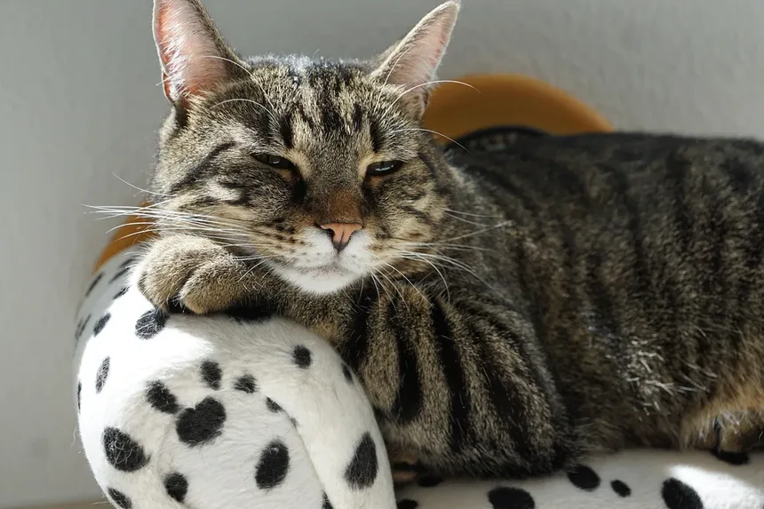 O Cronograma Completo de Vacinação para Gatinhos