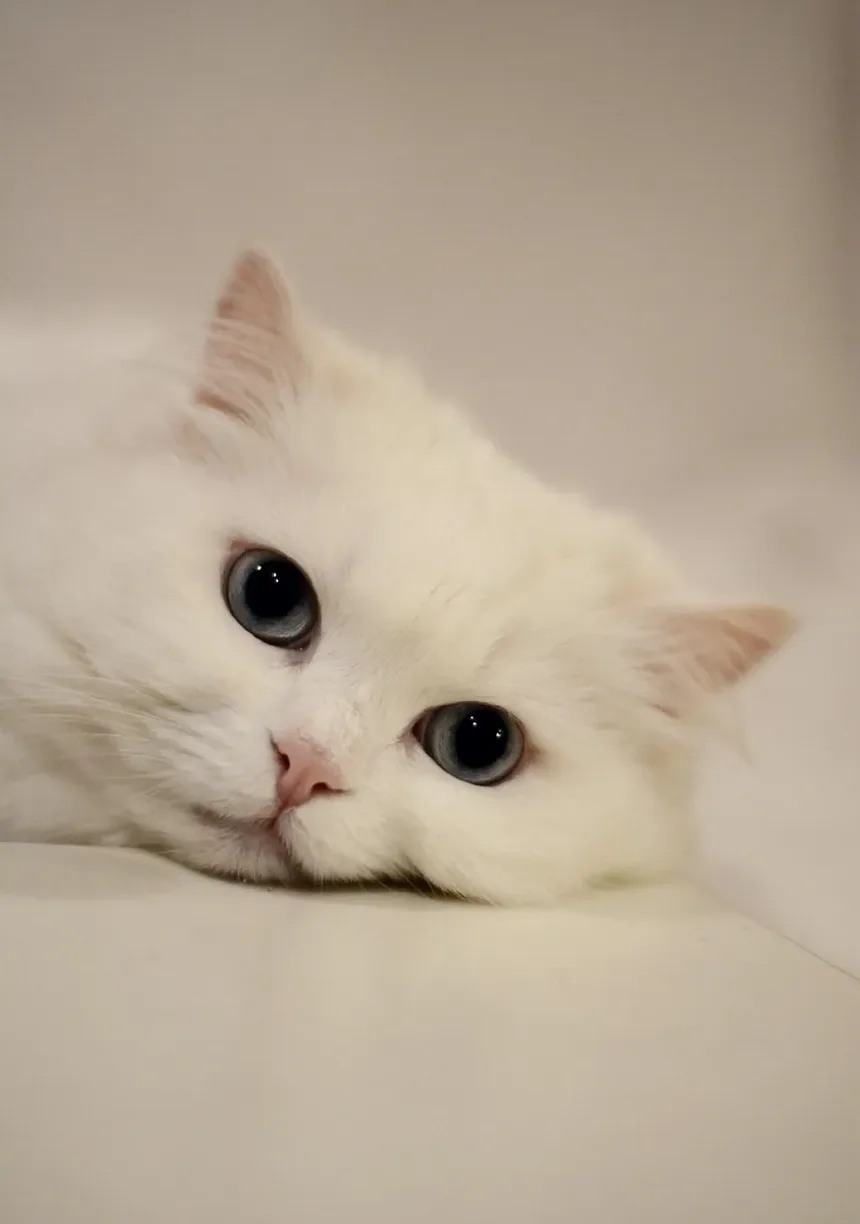 Tritrichomonas Fetus em Gatos: Sintomas, Tratamento e Prevenção