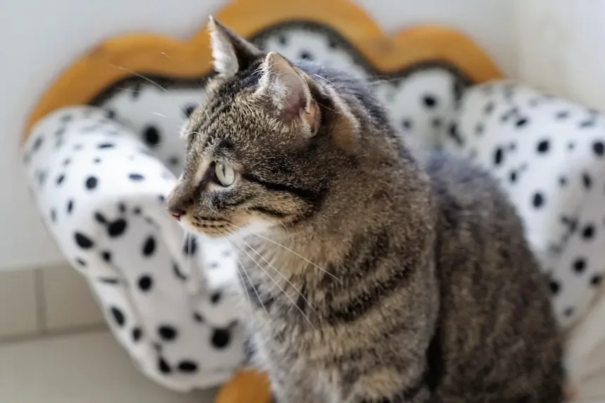 Incontinência Urinária em Gatos: Sintomas, Causas e Tratamentos