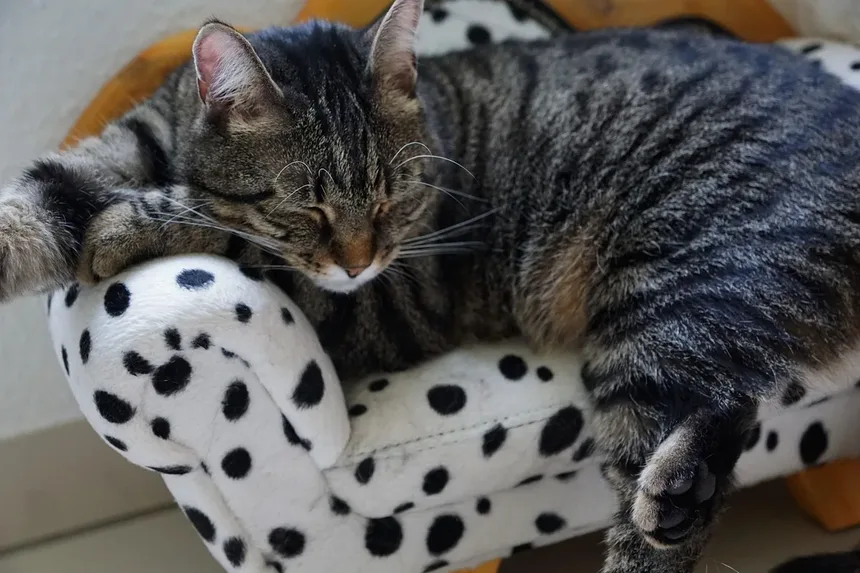 Por Que os Gatos Amam Pontos de Laser? Descubra os Benefícios!