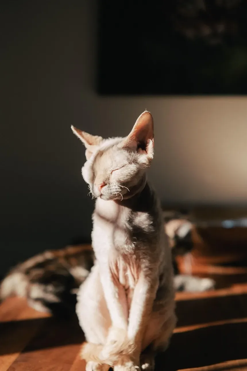 Melhor Ração para Gatos Idosos que Vomitam