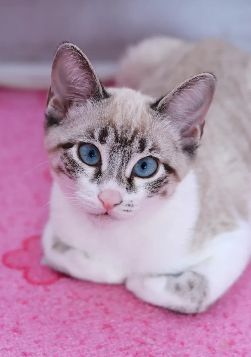 Melhor Ração para Gatos Idosos que Vomitam