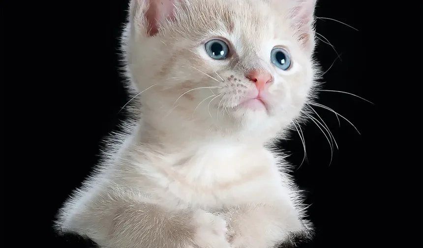 Melhor Ração para Gatos Idosos que Vomitam