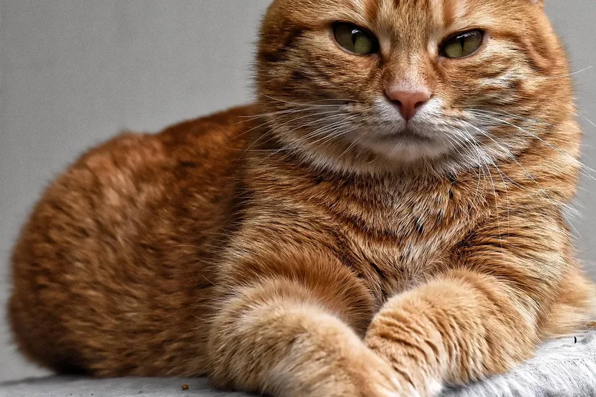 Melhor Ração para Gatos Idosos que Vomitam