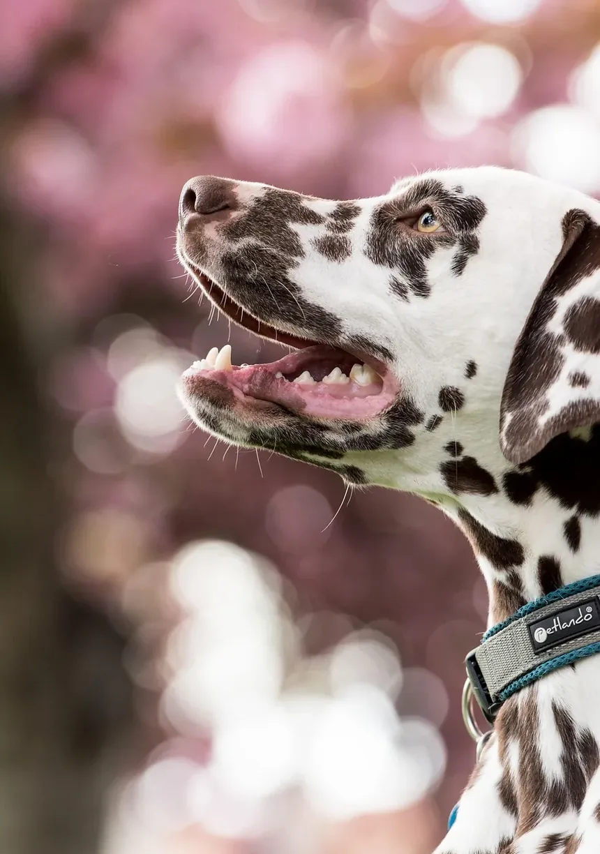Melhor Alimentação para Cães Alérgicos a Frango: Um Guia Completo