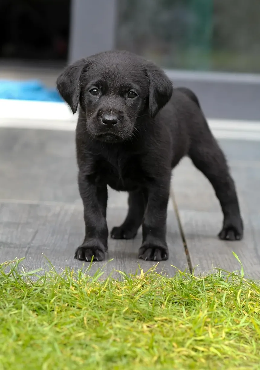 Melhores Dicas para Cortar as Unhas do Cachorro: Um Guia Completo