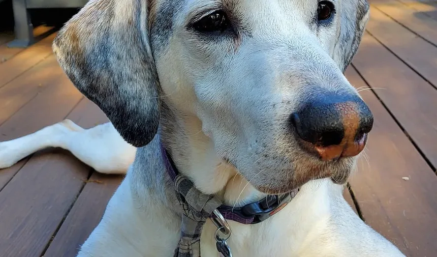 Melhores Dicas para Cortar as Unhas do Cachorro: Um Guia Completo