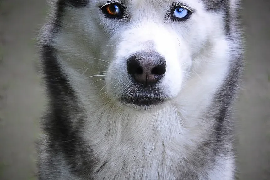 Melhores Dicas para Cortar as Unhas do Cachorro: Um Guia Completo
