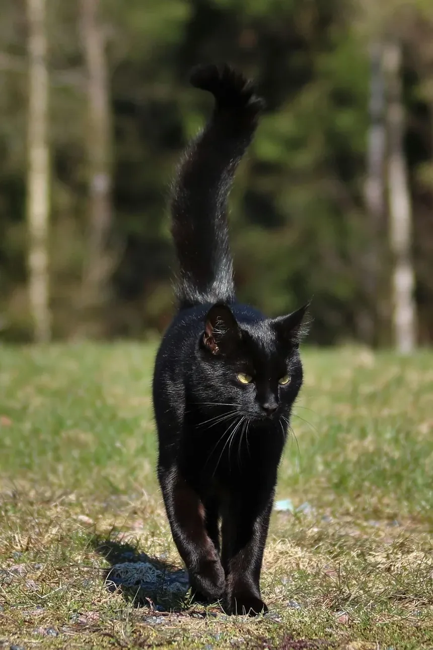 Recomendações de Vacinas para Gatos: Um Guia Completo