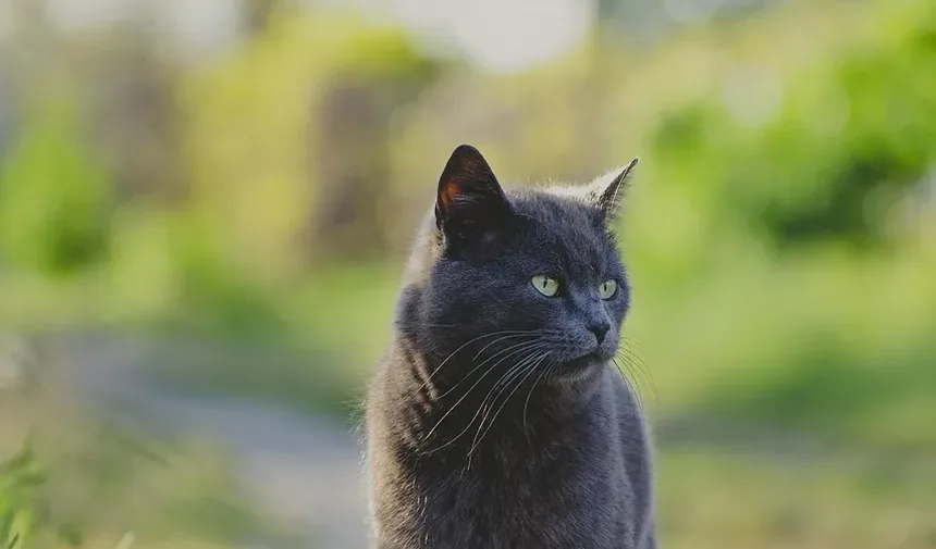 Recomendações de Vacinas para Gatos: Um Guia Completo