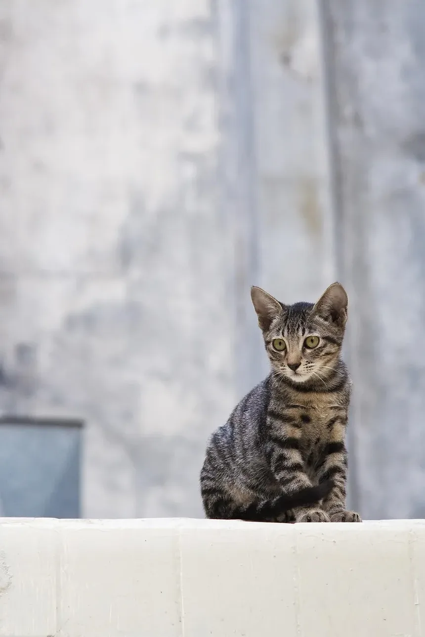 Receita Caseira de Petisco Churu para Gatos: Uma Delícia para Seu Amigo Felino