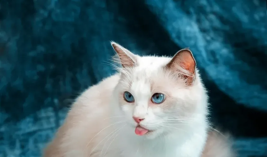 Receita Caseira de Petisco Churu para Gatos: Uma Delícia para Seu Amigo Felino