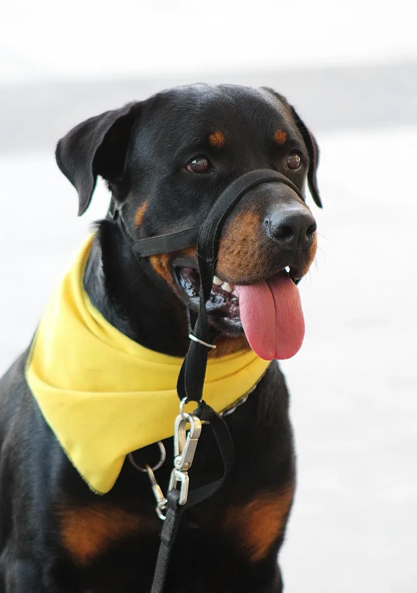Receitas Caseiras de Petiscos para Cães: Delícias de Manteiga de Amendoim e Banana