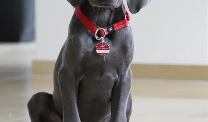 Receitas Caseiras de Petiscos para Cães: Delícias de Manteiga de Amendoim e Banana