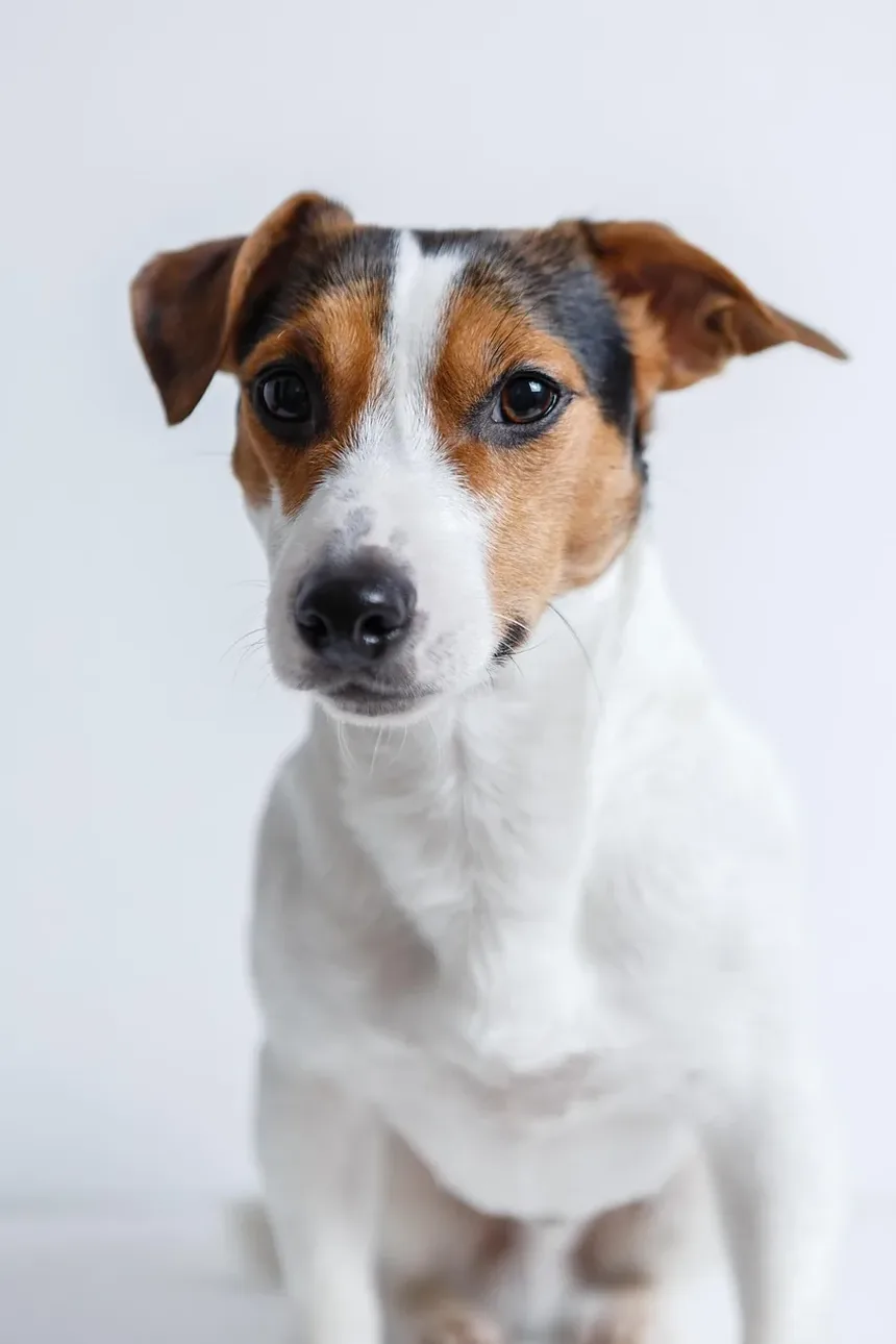 Como Cuidar de um Cão Idoso com Sopro no Coração