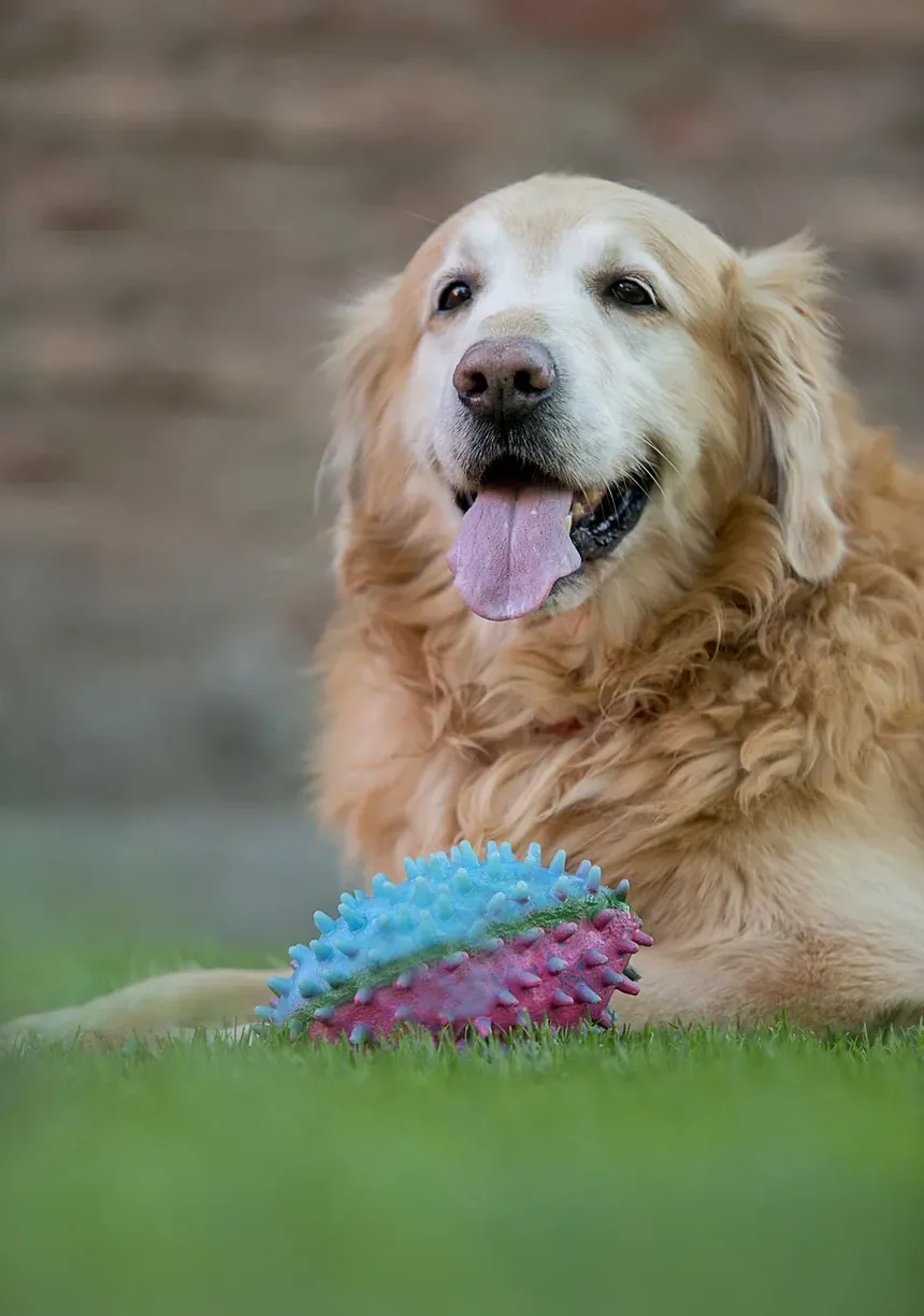 Como Cuidar de um Cão Idoso com Sopro no Coração