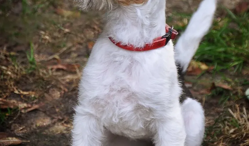Como Cuidar de um Cão Idoso com Sopro no Coração