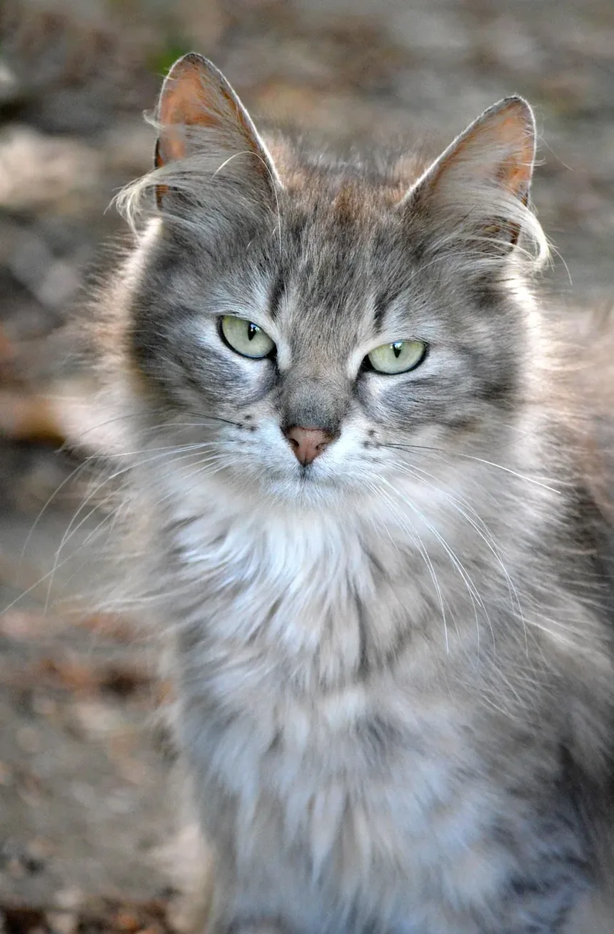 Como Lidar com Alergias Leves a Gatos: Estratégias para Alívio