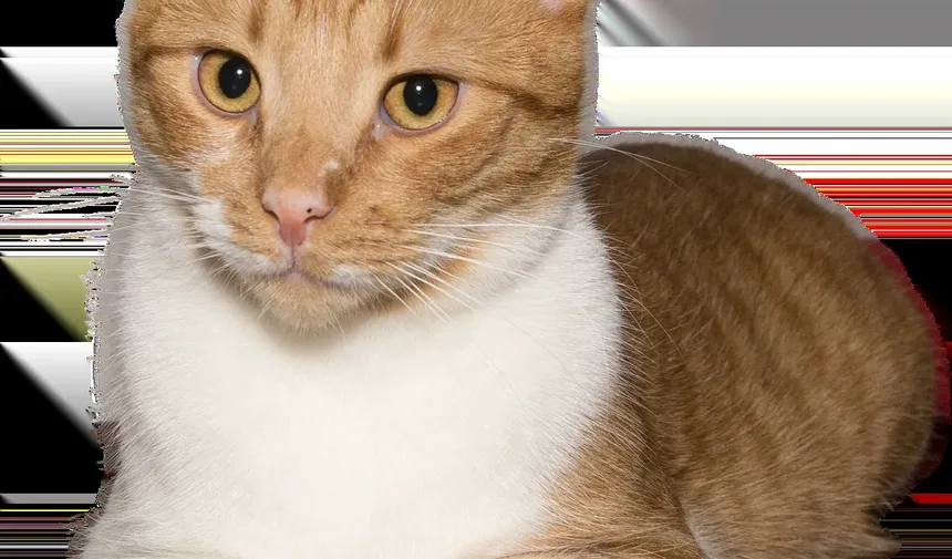 Como Lidar com Alergias Leves a Gatos: Estratégias para Alívio