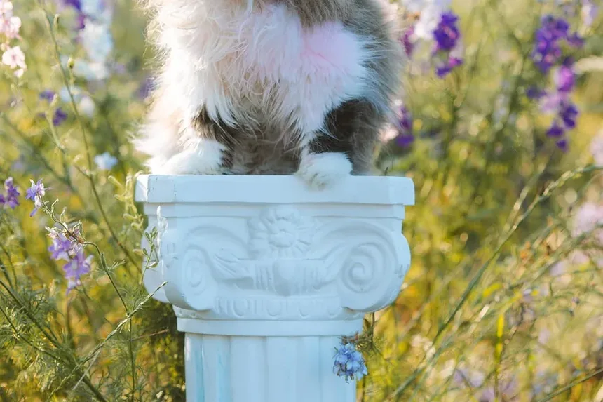 Como Lidar com Alergias Leves a Gatos: Estratégias para Alívio