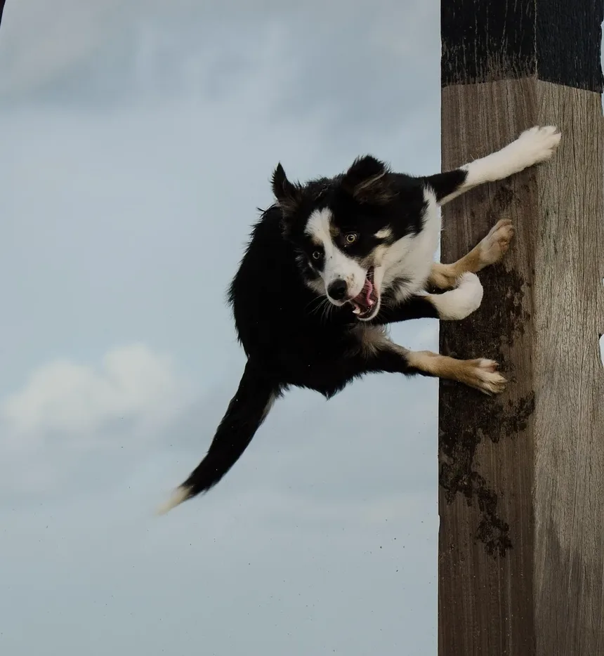 Como Fazer a Higiene de um Cão de Pelo Longo em Casa