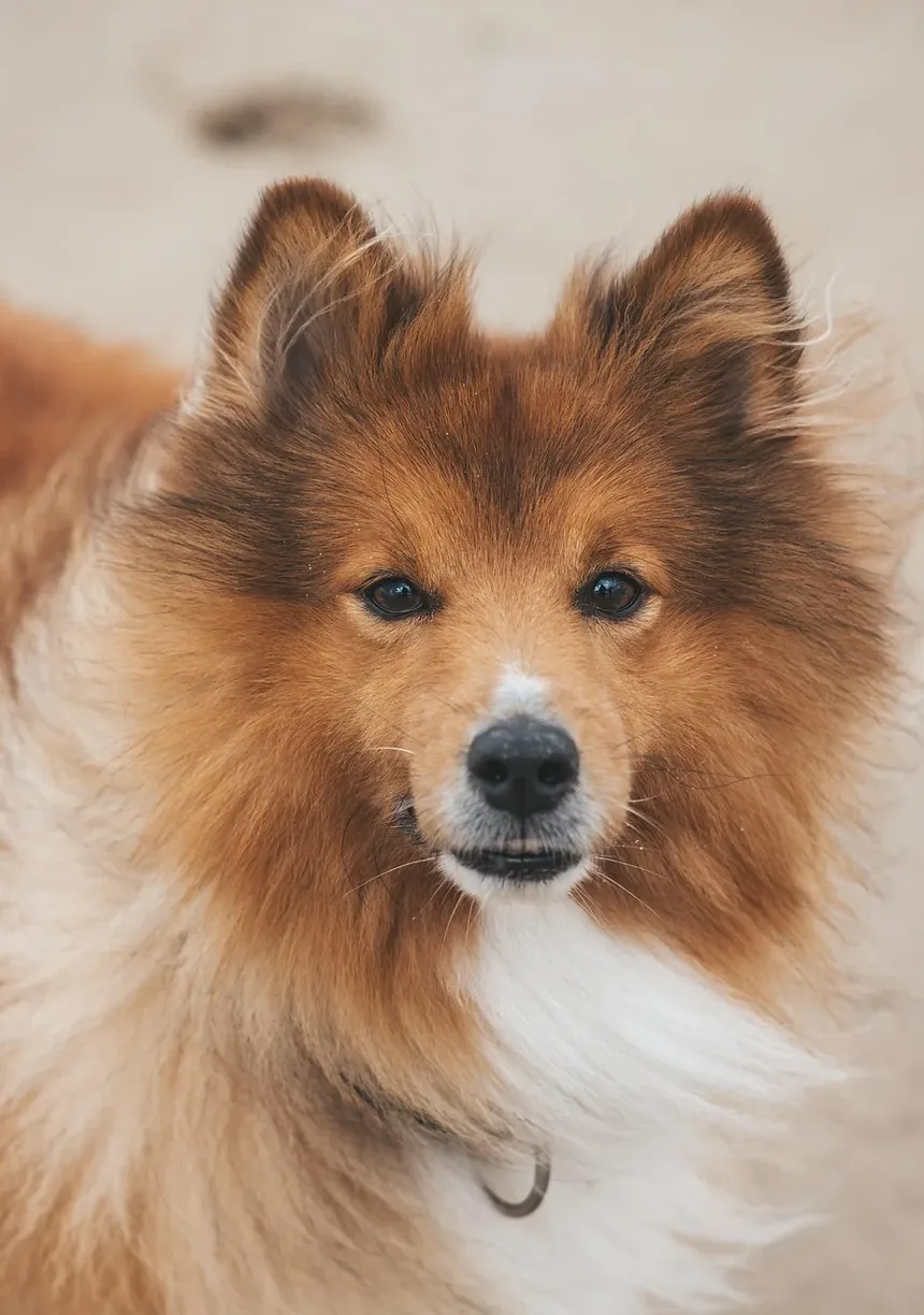 Como Fazer a Higiene de um Cão de Pelo Longo em Casa