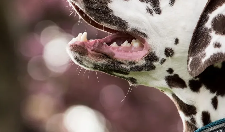Como Fazer a Higiene de um Cão de Pelo Longo em Casa