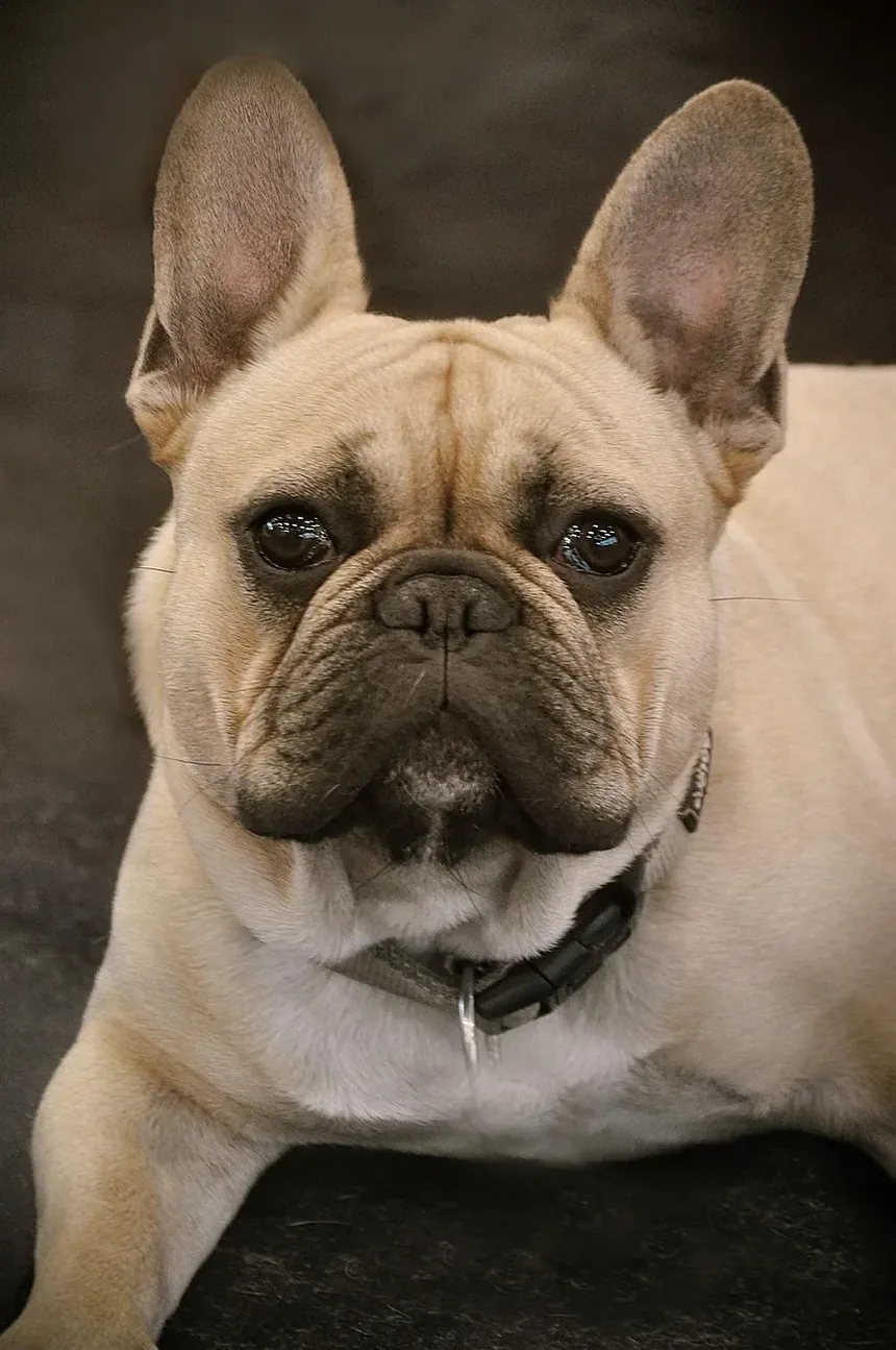 Como Prevenir Infecções de Ouvido em Cães