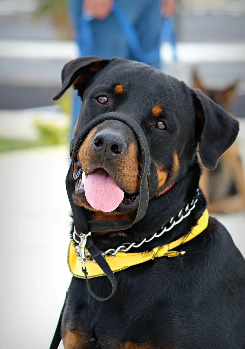 Como Prevenir Infecções de Ouvido em Cães