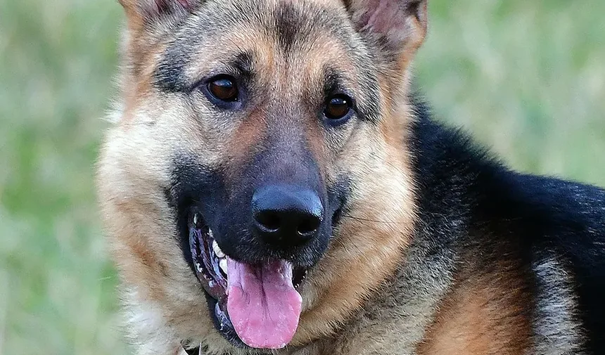 Como Prevenir Infecções de Ouvido em Cães
