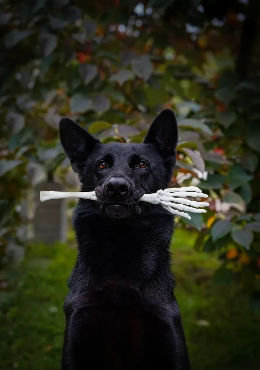 Como Reduzir Infecções em Cães: Estratégias Abrangentes para Donos de Pets