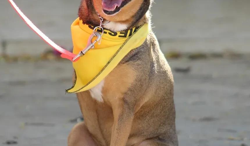 Como Reduzir Infecções em Cães: Estratégias Abrangentes para Donos de Pets