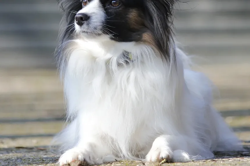 Como Reduzir Infecções em Cães: Estratégias Abrangentes para Donos de Pets