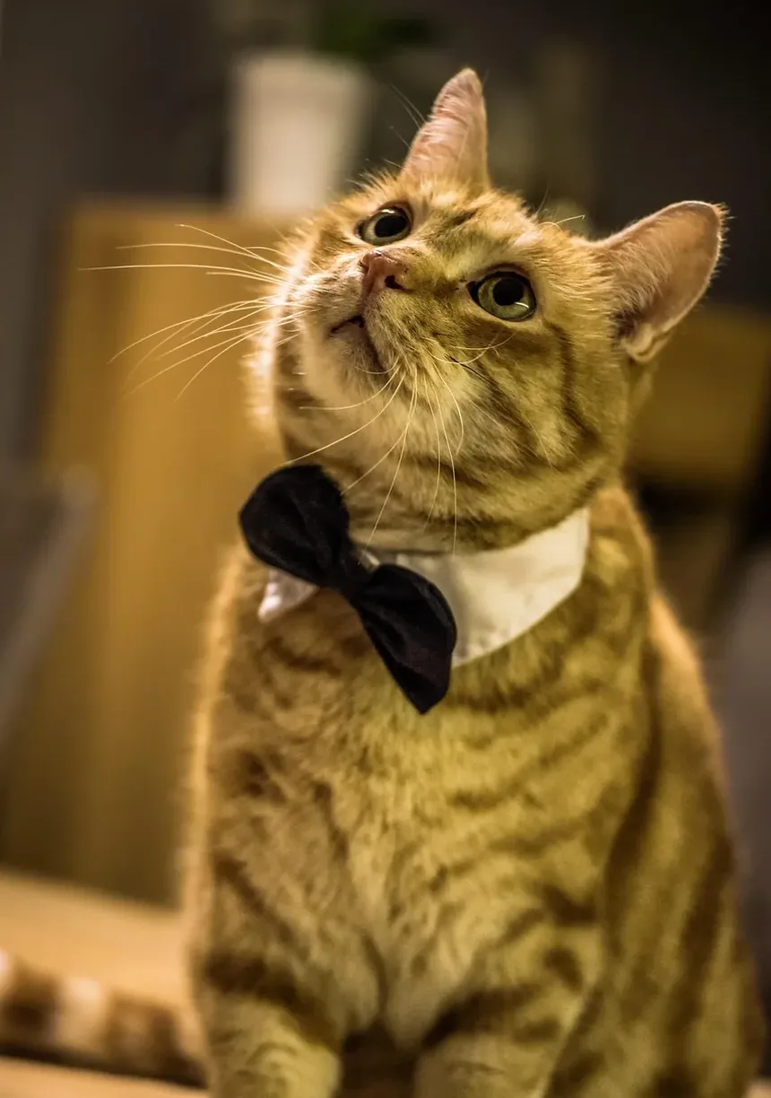 Como Treinar um Gato para Sentar: Um Guia Completo
