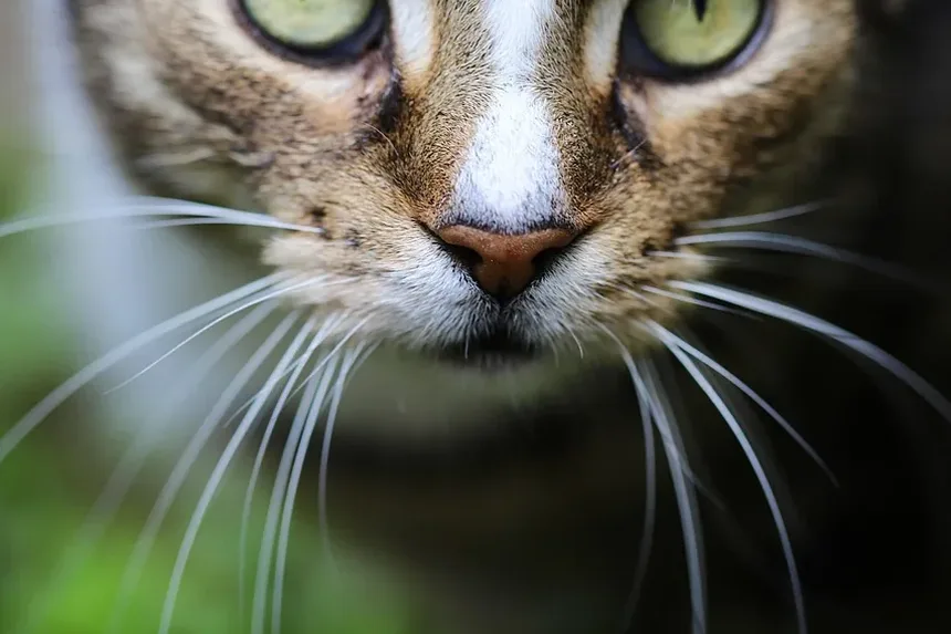 Como Treinar um Gato para Sentar: Um Guia Completo