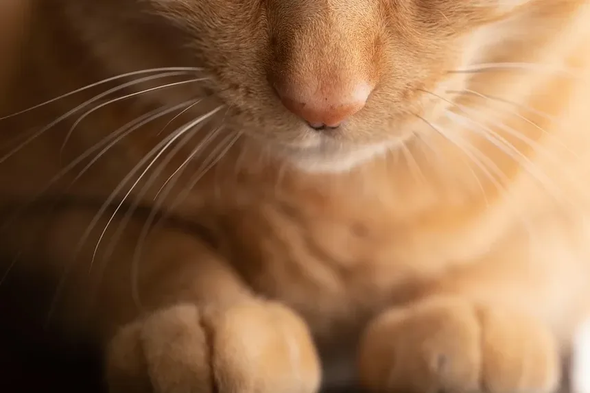 Como Treinar um Gato a Usar a Caixa de Areia