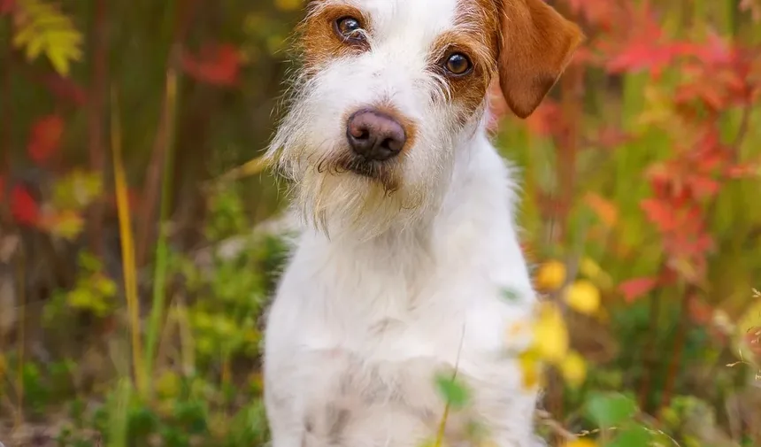 Como Tratar a Pata Cortada do Cachorro em Casa: Um Guia Completo