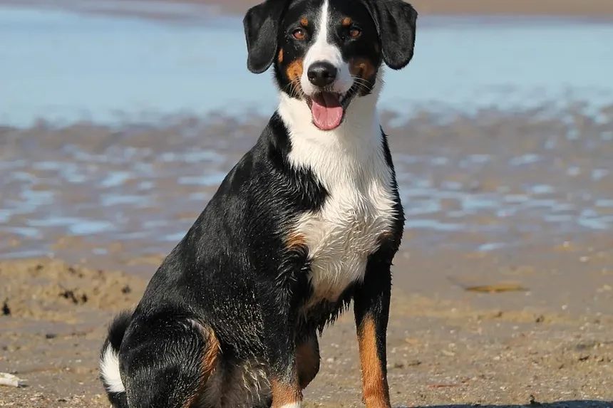 Como Tratar a Pata Cortada do Cachorro em Casa: Um Guia Completo