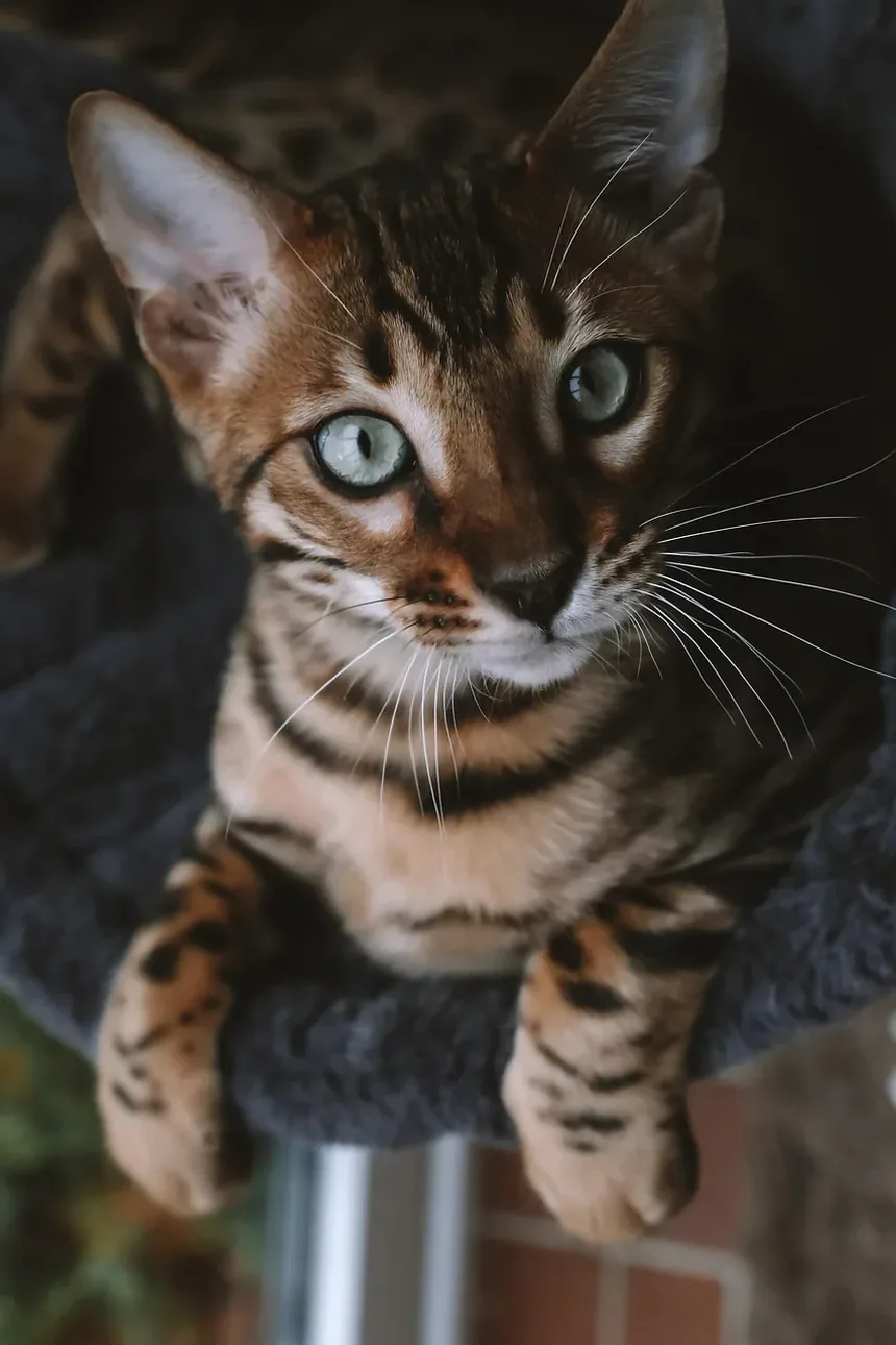 Sinais de Infecção em Gatos Após Comer Insetos
