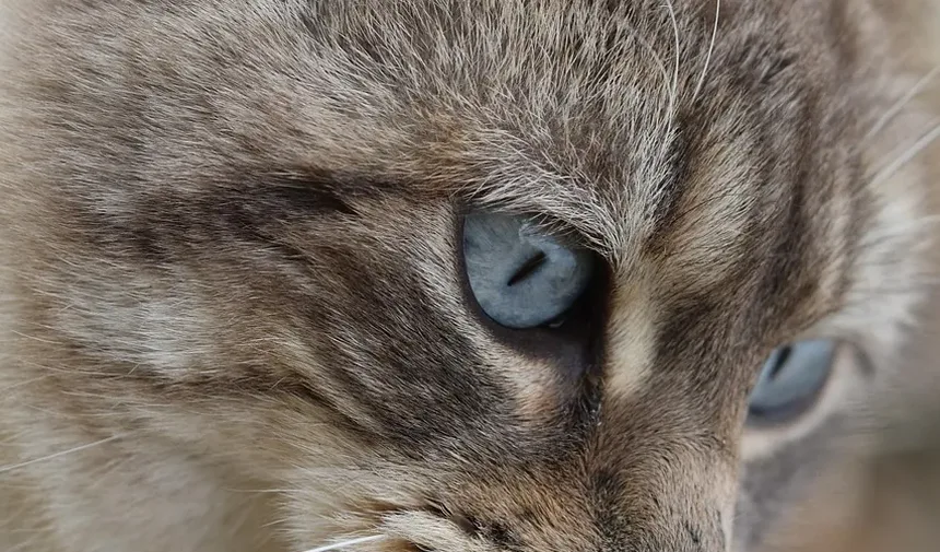 Sinais de Infecção em Gatos Após Comer Insetos