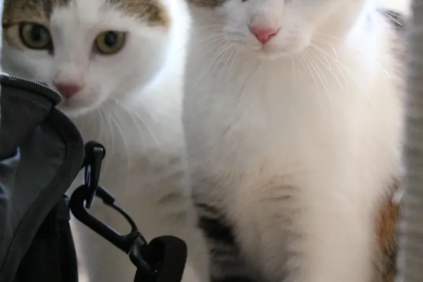 Sinais de Infecção em Gatos Após Comer Insetos