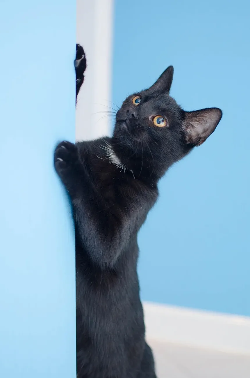 Sinais de Infecção na Boca dos Gatos: Um Guia Completo para Donos de Animais