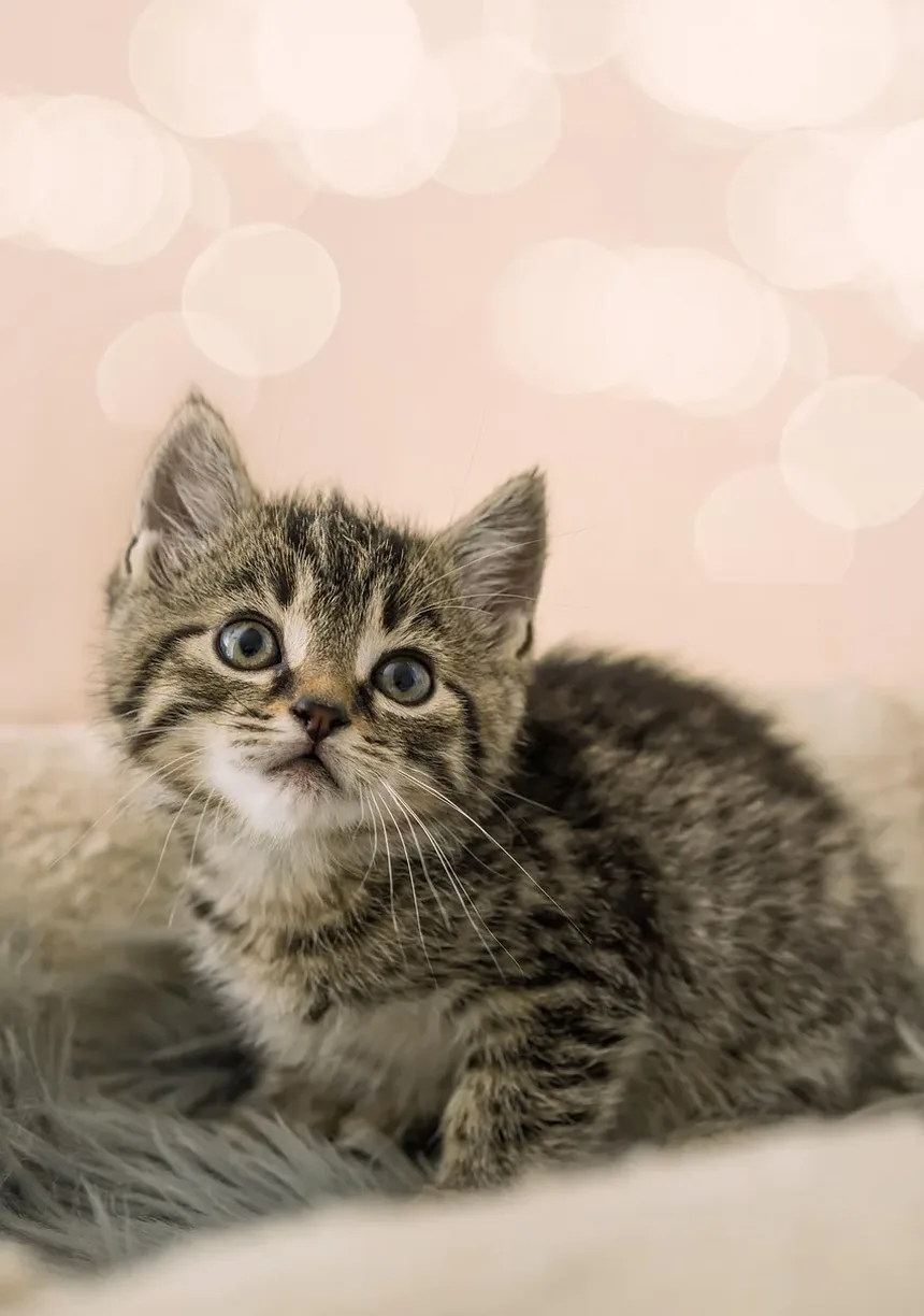 Sinais de Infecção na Boca dos Gatos: Um Guia Completo para Donos de Animais