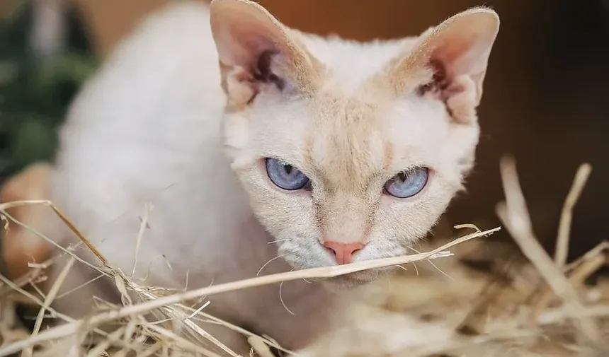 Sinais de Infecção na Boca dos Gatos: Um Guia Completo para Donos de Animais