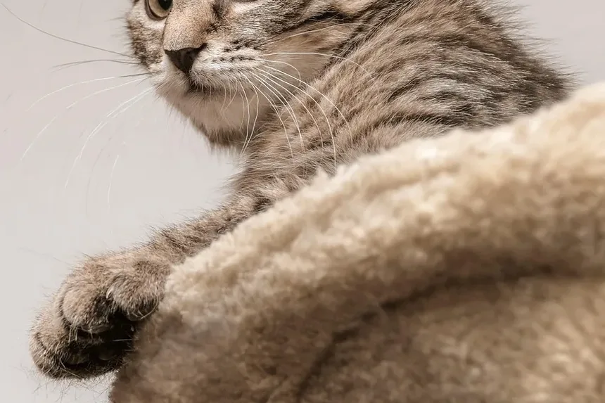 Sinais de Infecção na Boca dos Gatos: Um Guia Completo para Donos de Animais