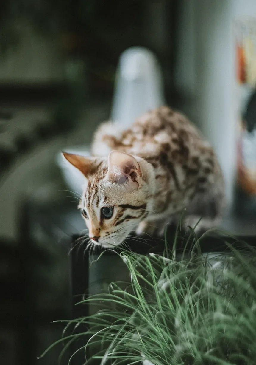 Por que meu gato chora e carrega brinquedos à noite?