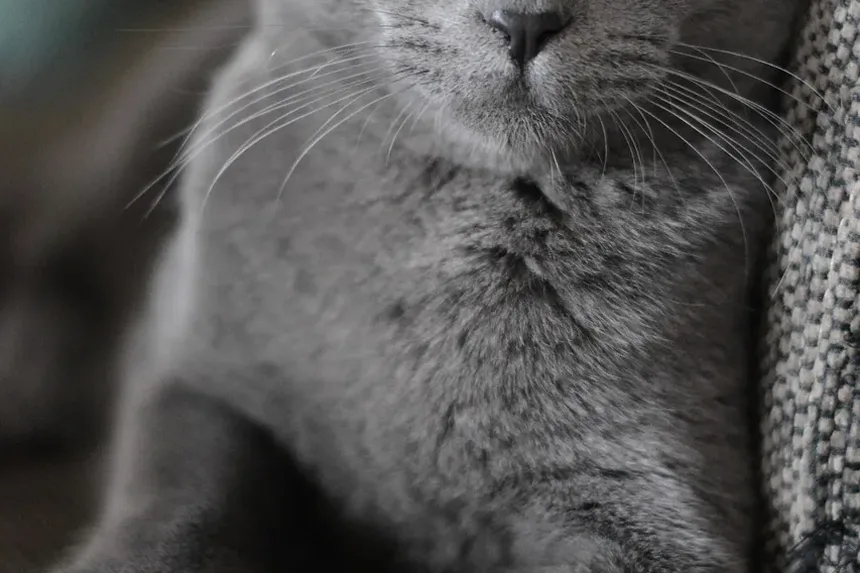 Por que meu gato chora e carrega brinquedos à noite?